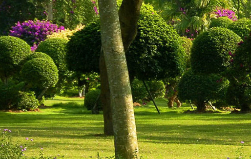 西雙版納熱帶花卉園